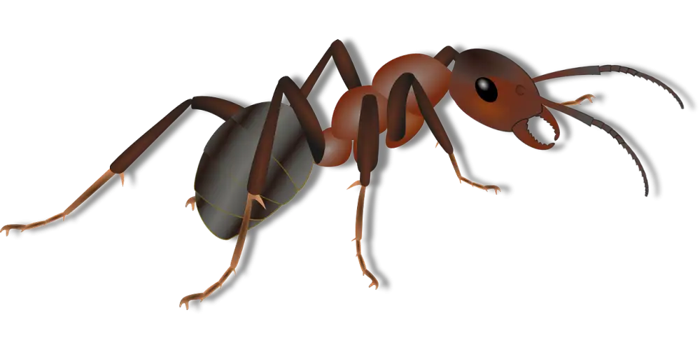 How To Get Rid Of Ants In The Kitchen