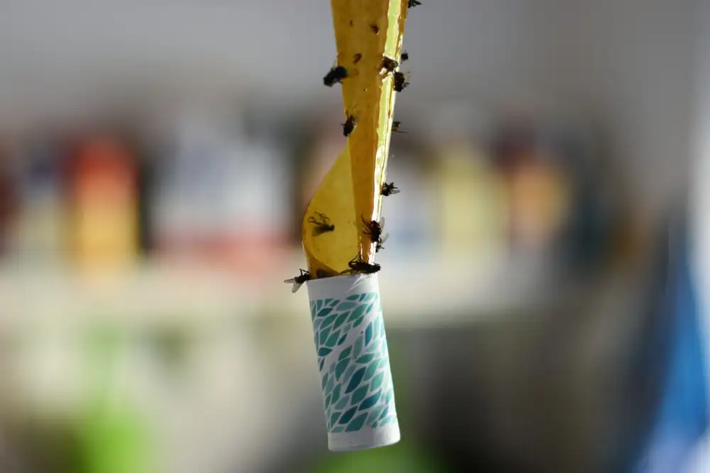 Fruit Fly Trap