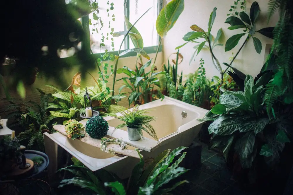 Plantas Para El Baño