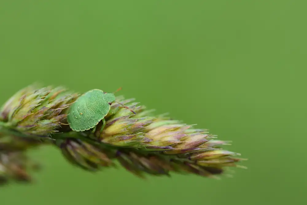 How To Get Rid Of Fruit Flies