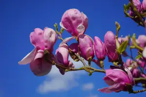 Magnolia Bakery Banana Pudding